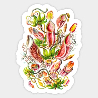 Nepenthes gymnamphora - Botanical illustration Sticker